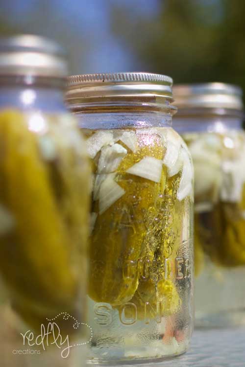Easy and economical, Refrigerator Dill Pickles are tangy, zesty and crispy. No one will believe you made them yourself!